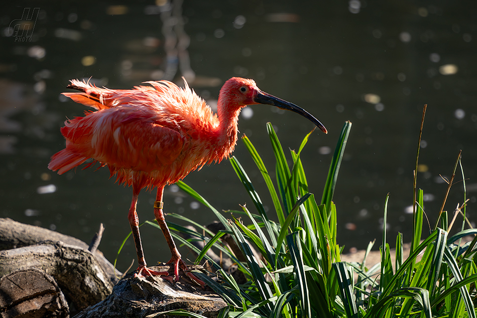 ibis rudý - Eudocimus ruber