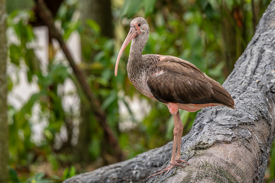 ibis rudý - Eudocimus ruber