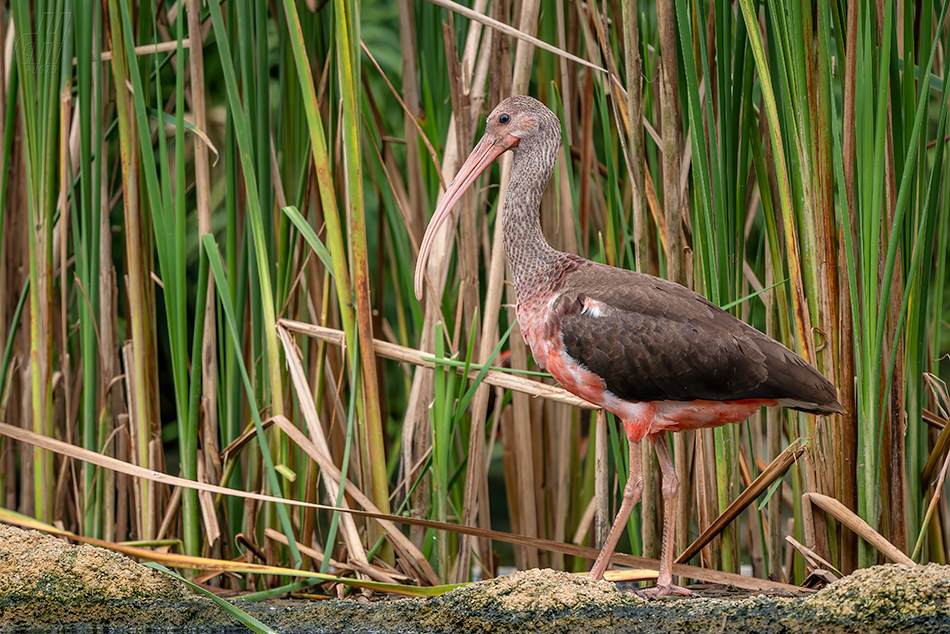 ibis rudý - Eudocimus ruber