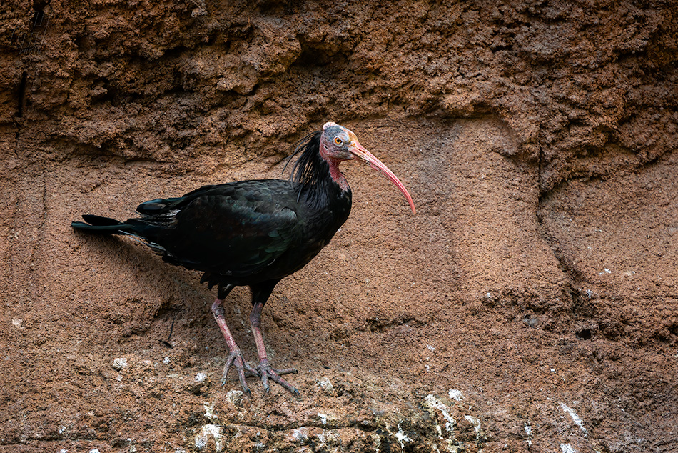ibis skalní - Geronticus eremita