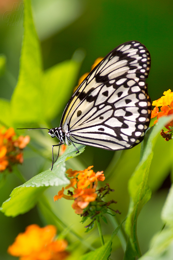 Idea leuconoe