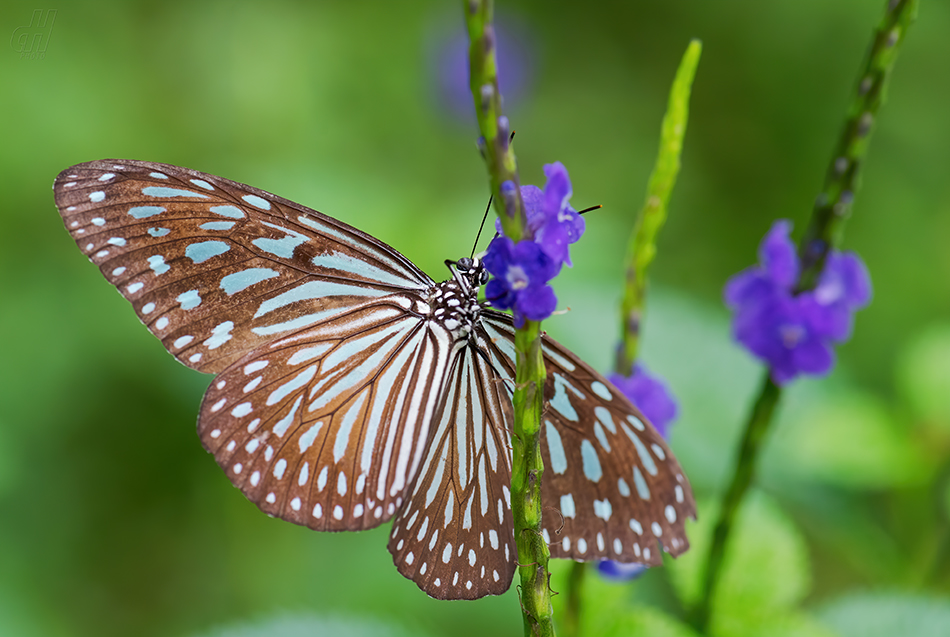 Ideopsis vulgaris