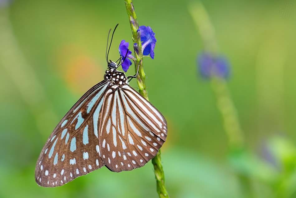 Ideopsis vulgaris