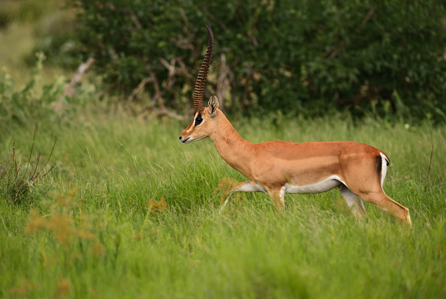 impala - Aepyceros melampus