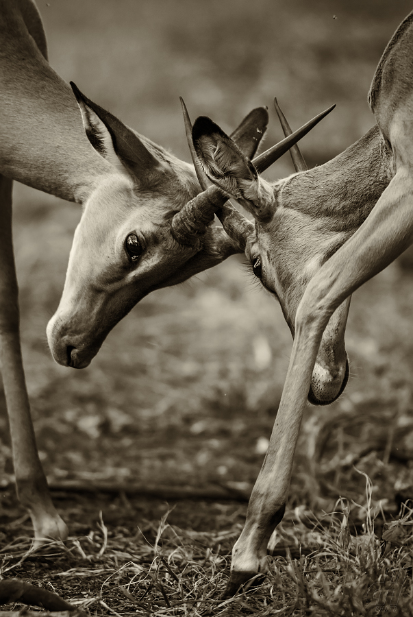 impala - Aepyceros melampus