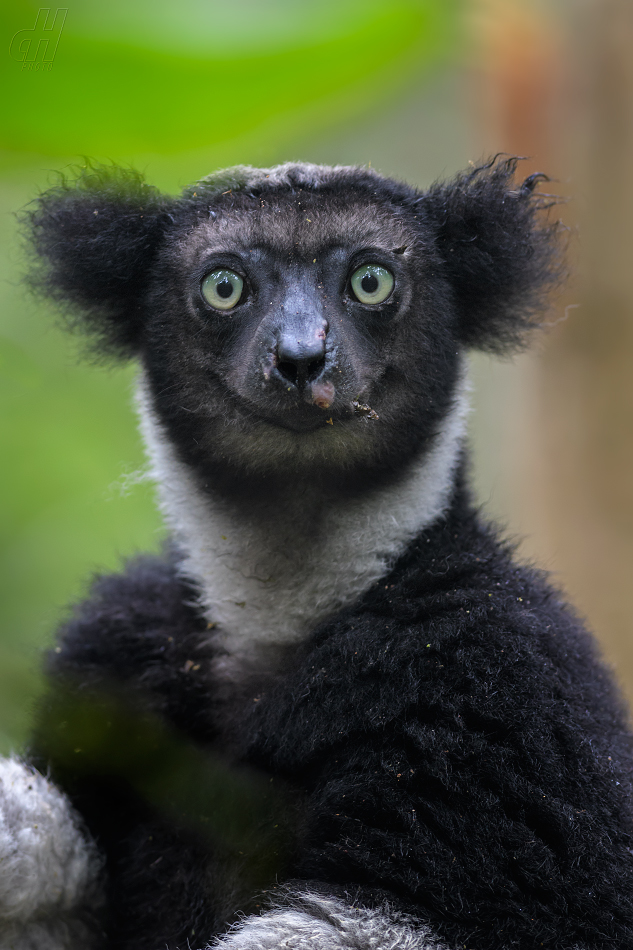 indri - Indri indri