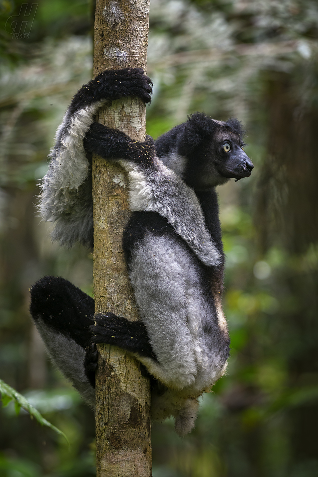 indri - Indri indri