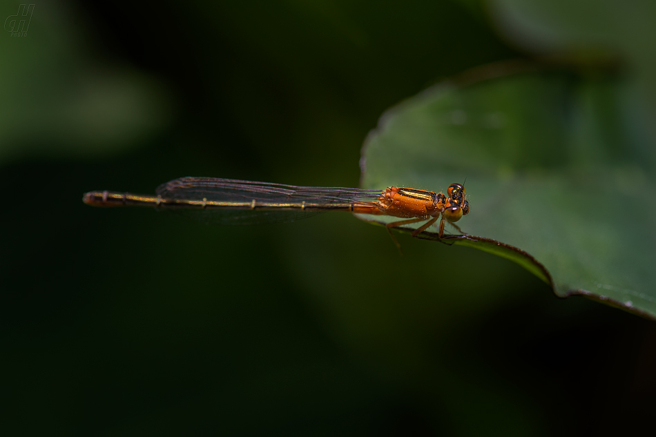 Ischnura senegalensis