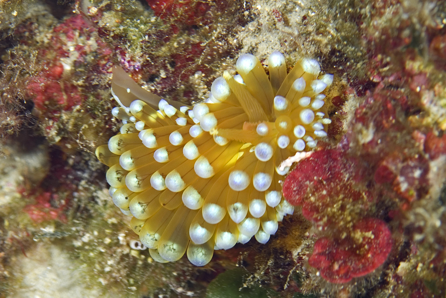 janolus hřebenitý - Janolus cristatus