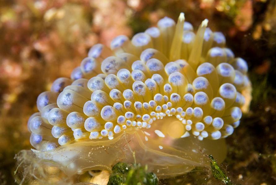 janolus hřebenitý - Janolus cristatus