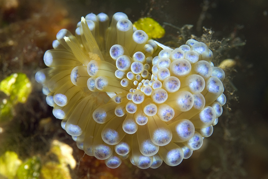 janolus hřebenitý - Janolus cristatus