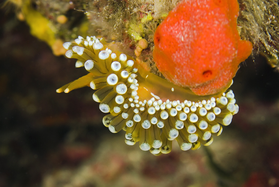 janolus hřebenitý - Janolus cristatus