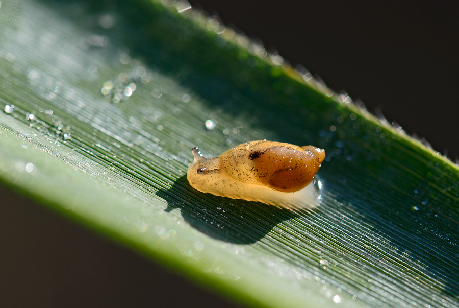 jantarka obecná - Succinea putris