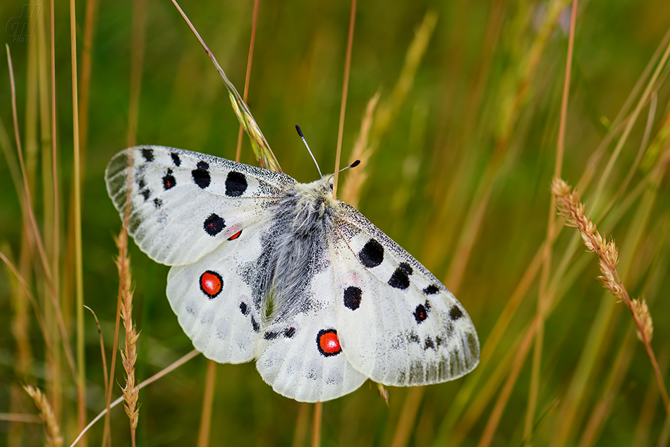 jasoň červenooký - Parnassius apollo