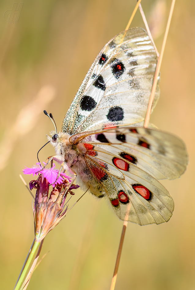 jasoň červenooký - Parnassius apollo