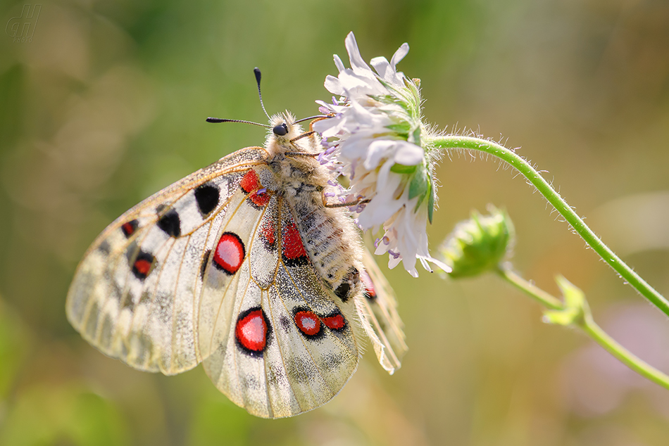 jasoň červenooký - Parnassius apollo