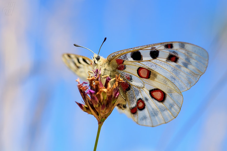 jasoň červenooký - Parnassius apollo