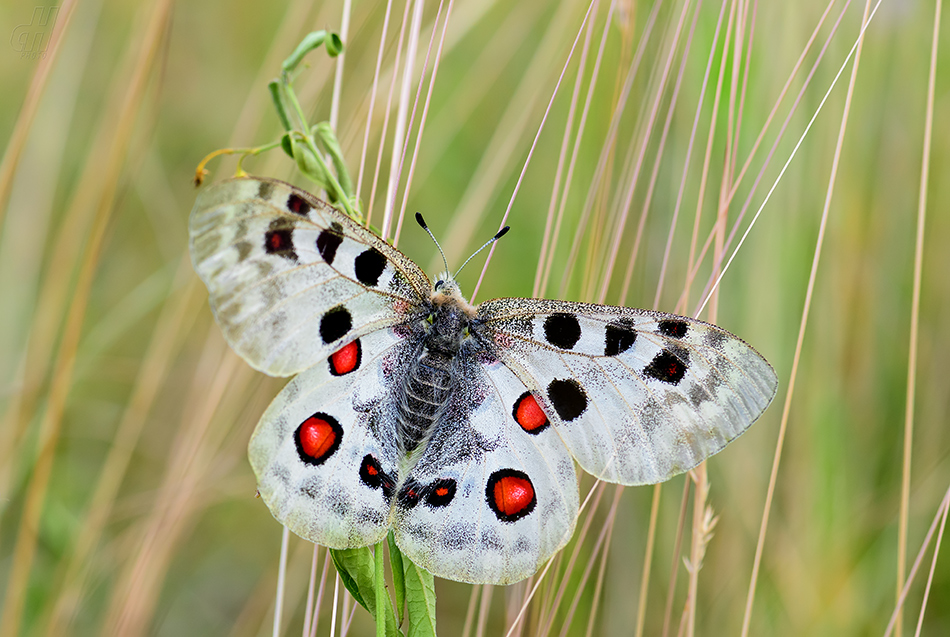 jasoň červenooký - Parnassius apollo