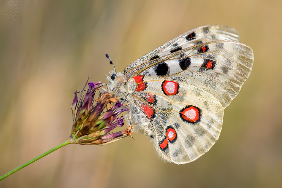 jasoň červenooký - Parnassius apollo