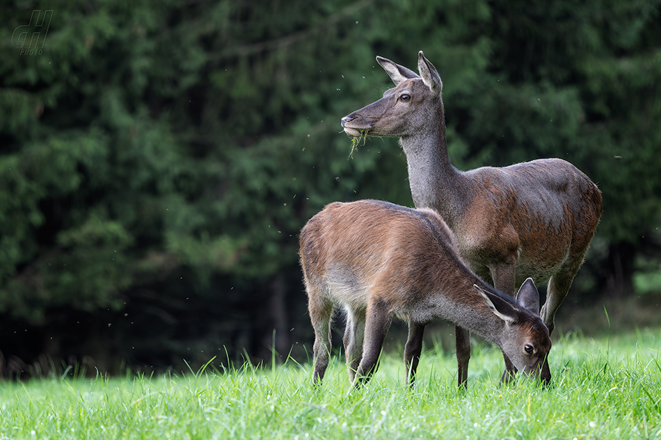 jelen evropský - Cervus elaphus