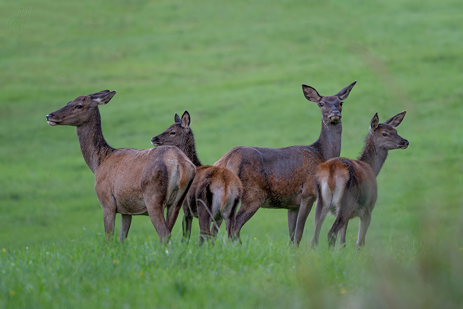 jelen evropský - Cervus elaphus