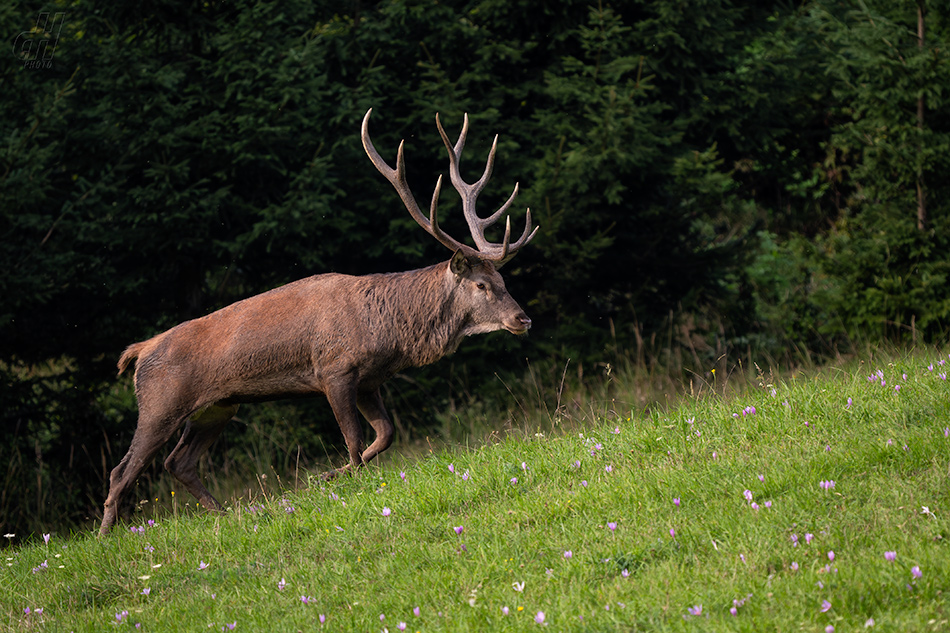 jelen evropský - Cervus elaphus