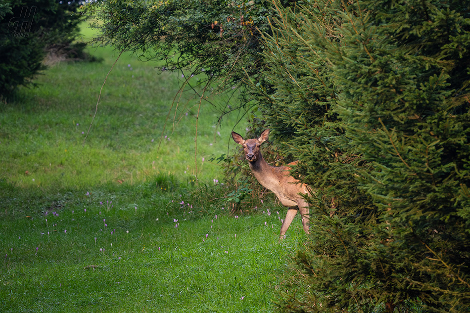 jelen evropský - Cervus elaphus