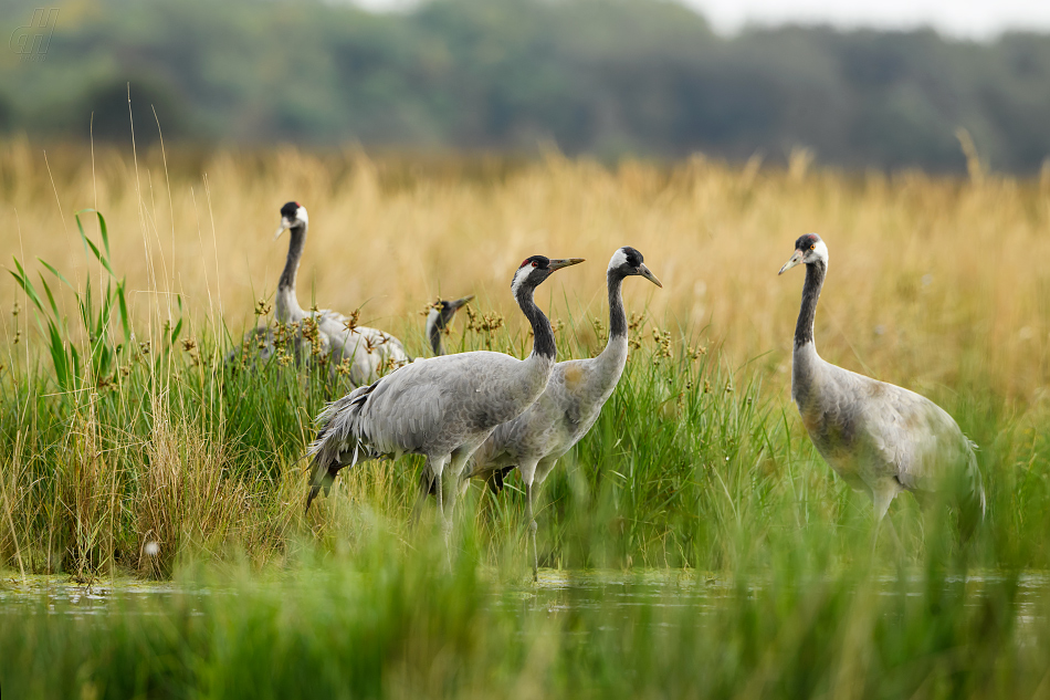 jeřáb popelavý - Grus grus