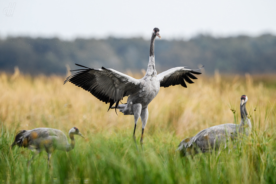 jeřáb popelavý - Grus grus