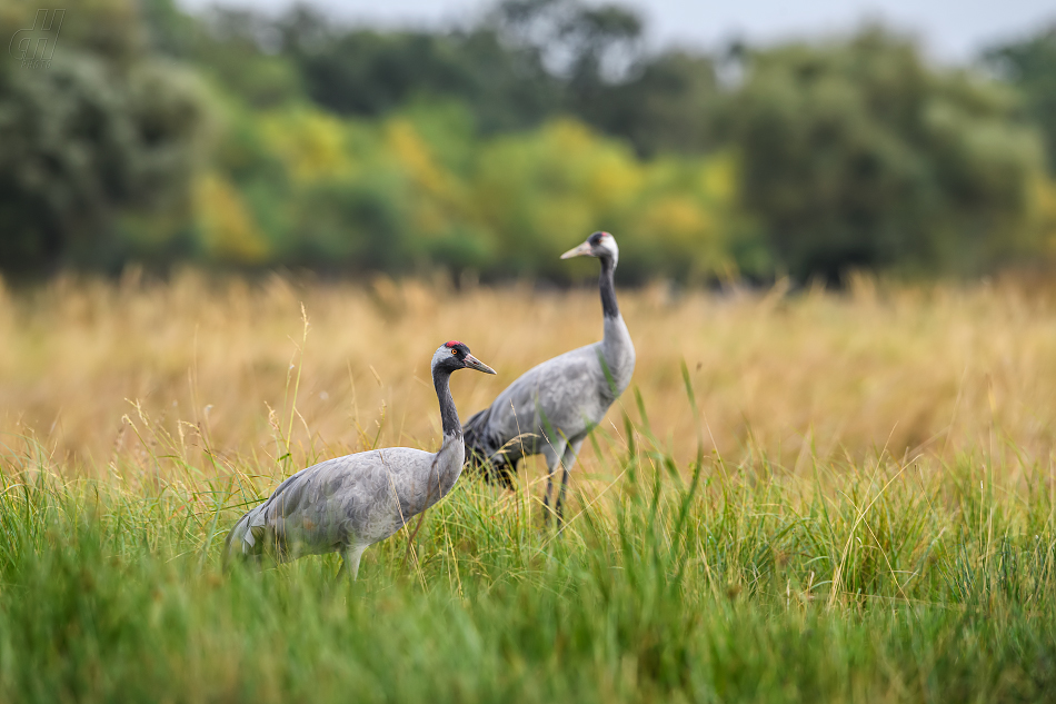 jeřáb popelavý - Grus grus