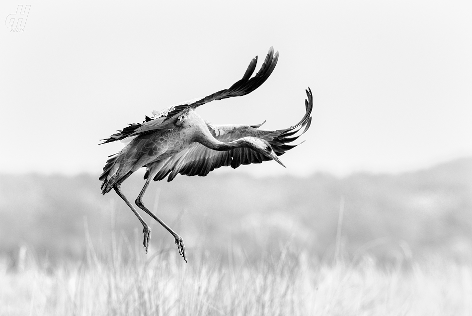 jeřáb popelavý - Grus grus