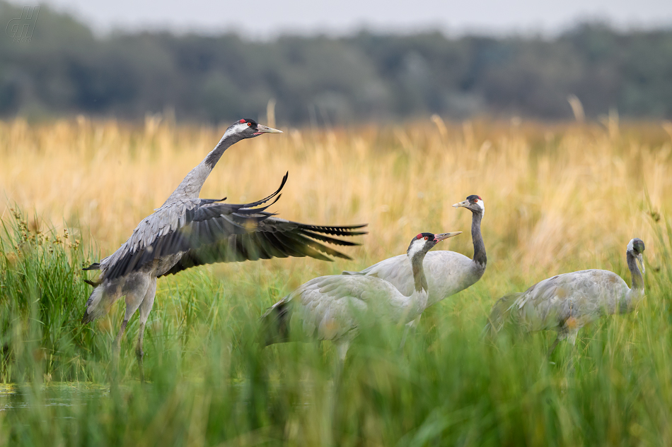 jeřáb popelavý - Grus grus