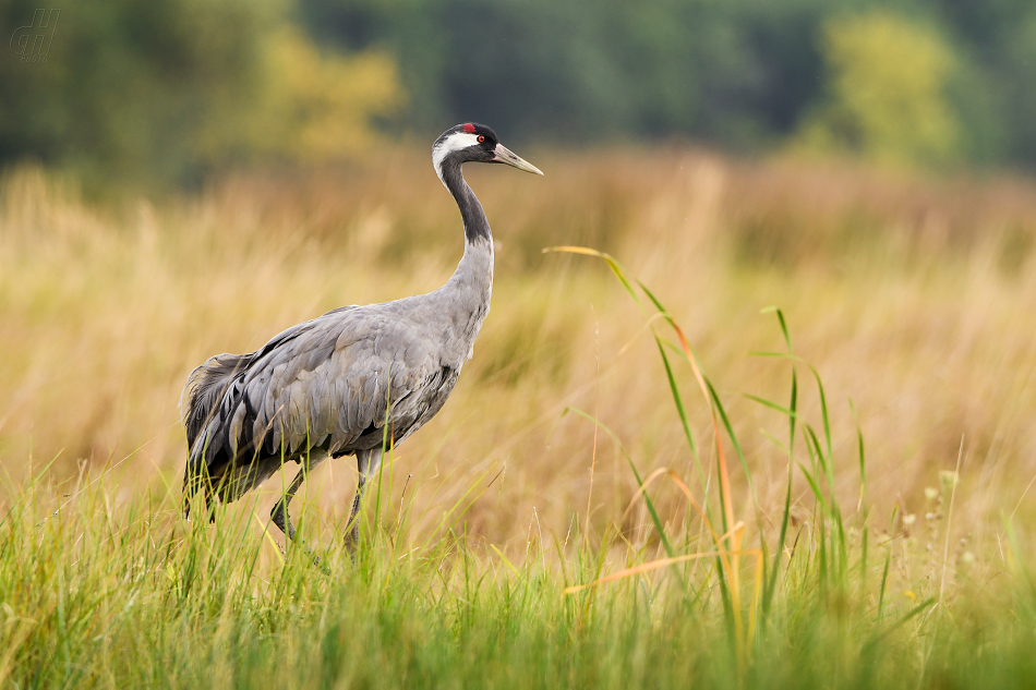 jeřáb popelavý - Grus grus