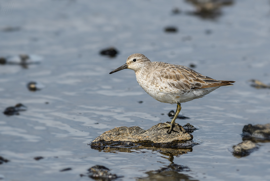 jespák rezavý - Calidris canutus