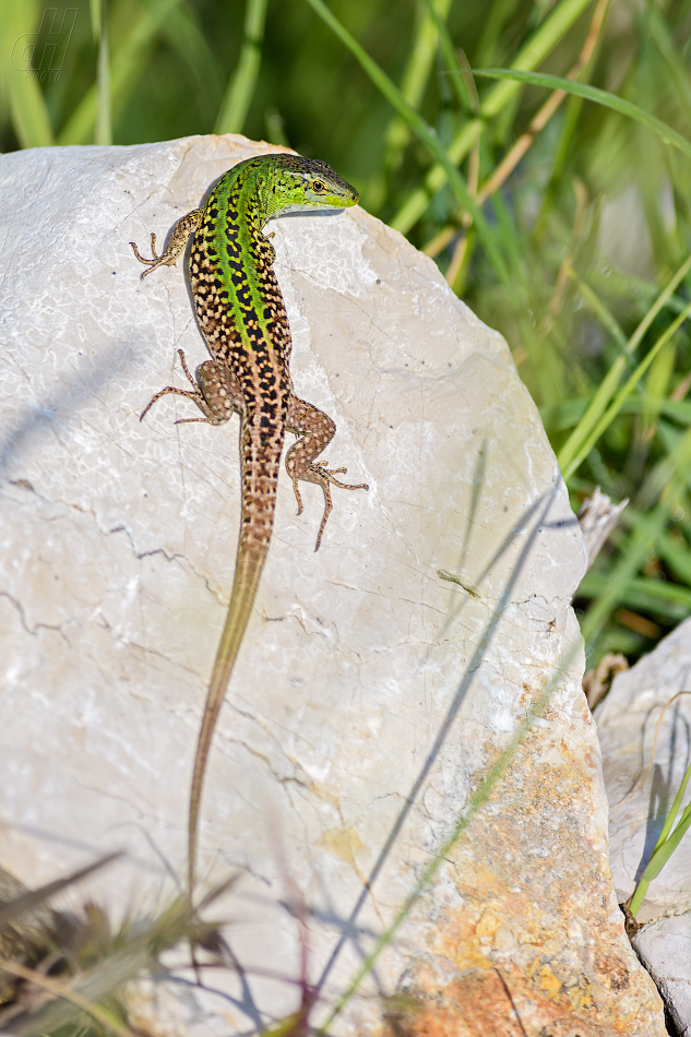 ještěrka zelená - Lacerta viridis