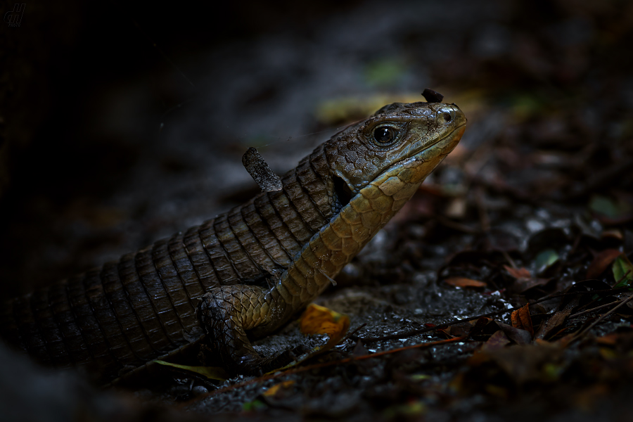 ještěrkovec velký - Gerrhosaurus major