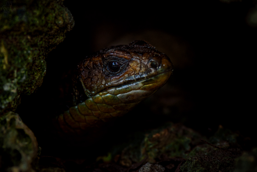 ještěrkovec velký - Gerrhosaurus major