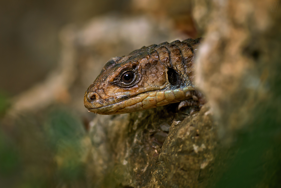 ještěrkovec velký - Gerrhosaurus major