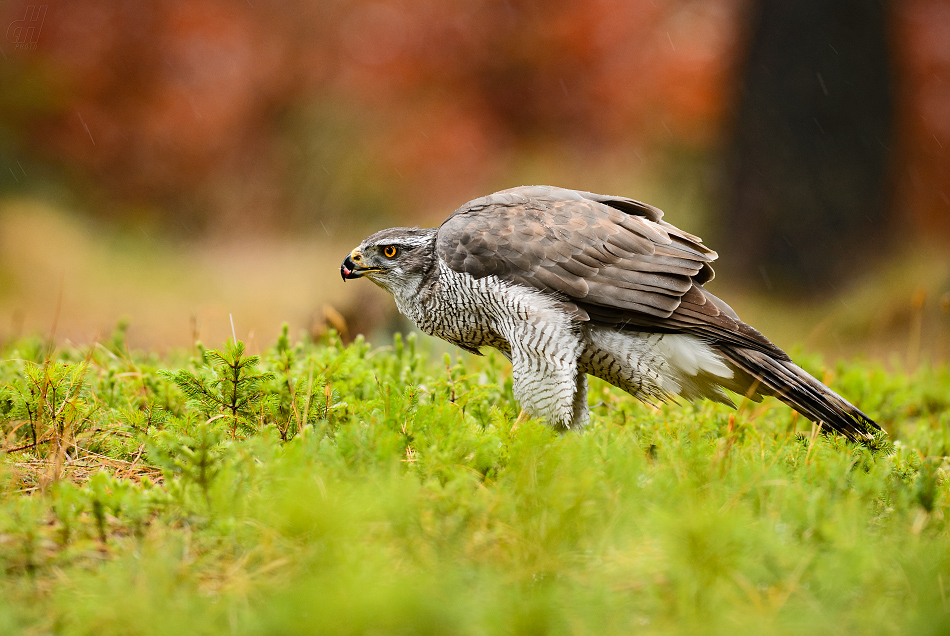 jestřáb lesní - Accipiter gentilis