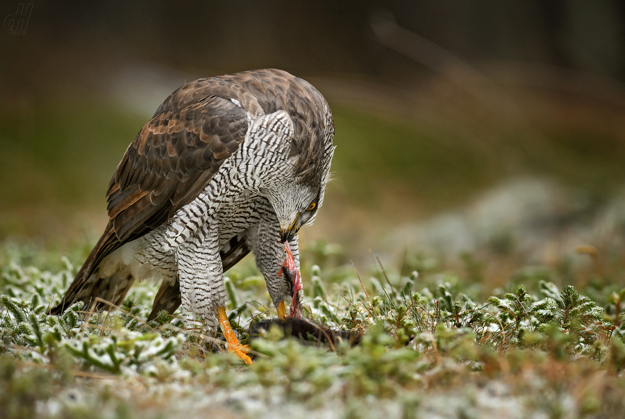 jestřáb lesní - Accipiter gentilis