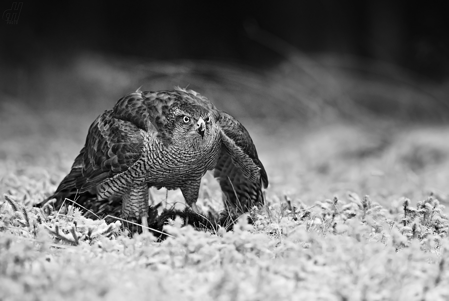 jestřáb lesní - Accipiter gentilis