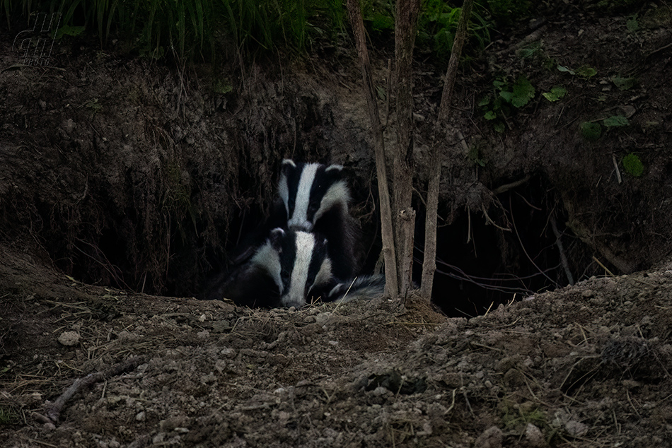 jezevec lesní - Meles meles