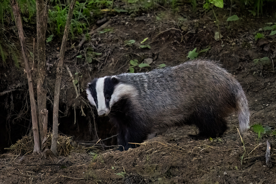 jezevec lesní - Meles meles