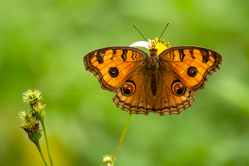 Junonia almana