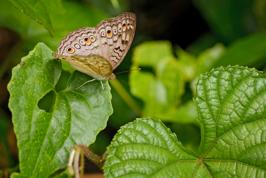 Junonia atlites