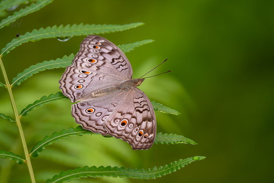 Junonia atlites 