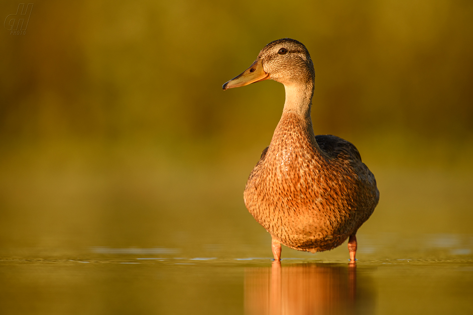 kachna divoká - Anas platyrhynchos