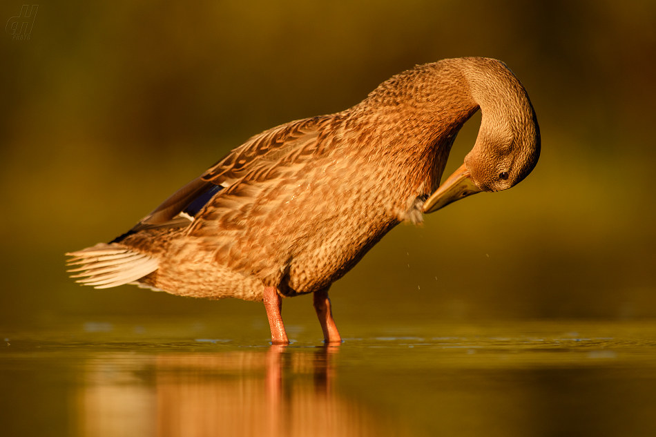 kachna divoká - Anas platyrhynchos