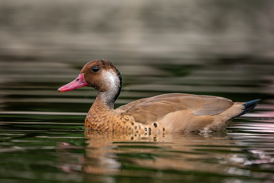 kachnička amazonská - Amazonetta brasiliensis