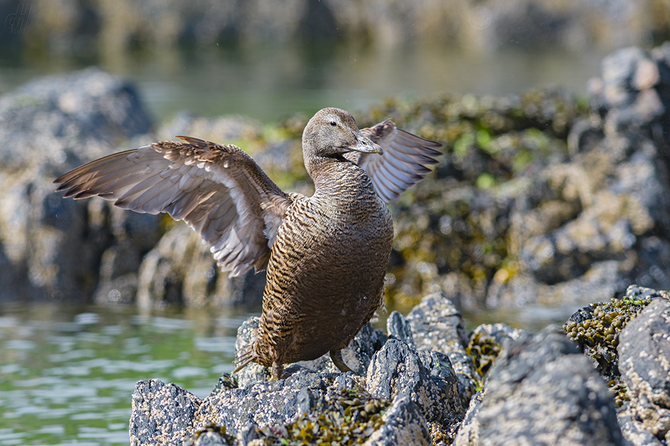 kajka mořská - Somateria mollissima